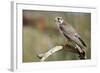 The Prairie Falcon Perched on a Dead Branch, Arizona, Usa-Richard Wright-Framed Photographic Print