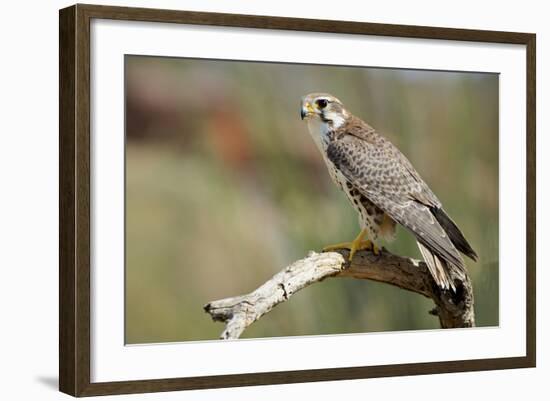 The Prairie Falcon Perched on a Dead Branch, Arizona, Usa-Richard Wright-Framed Photographic Print