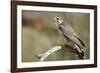 The Prairie Falcon Perched on a Dead Branch, Arizona, Usa-Richard Wright-Framed Photographic Print