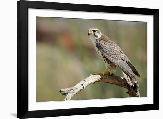 The Prairie Falcon Perched on a Dead Branch, Arizona, Usa-Richard Wright-Framed Photographic Print