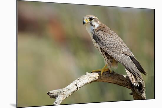 The Prairie Falcon Perched on a Dead Branch, Arizona, Usa-Richard Wright-Mounted Photographic Print