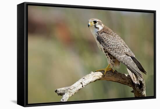 The Prairie Falcon Perched on a Dead Branch, Arizona, Usa-Richard Wright-Framed Stretched Canvas