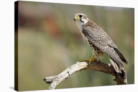 The Prairie Falcon Perched on a Dead Branch, Arizona, Usa-Richard Wright-Stretched Canvas