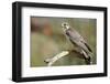 The Prairie Falcon Perched on a Dead Branch, Arizona, Usa-Richard Wright-Framed Photographic Print