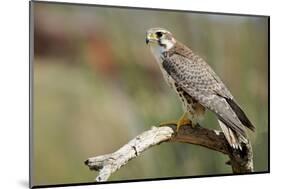 The Prairie Falcon Perched on a Dead Branch, Arizona, Usa-Richard Wright-Mounted Photographic Print