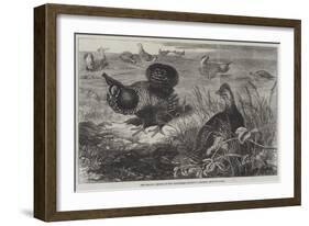 The Prairie Grouse in the Zoological Society's Gardens, Regent's Park-Thomas W. Wood-Framed Giclee Print