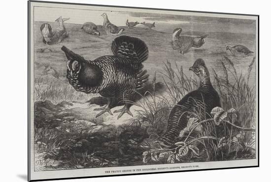The Prairie Grouse in the Zoological Society's Gardens, Regent's Park-Thomas W. Wood-Mounted Giclee Print