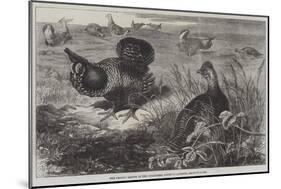 The Prairie Grouse in the Zoological Society's Gardens, Regent's Park-Thomas W. Wood-Mounted Giclee Print