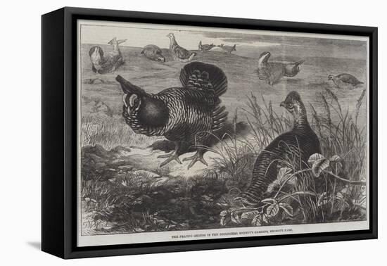 The Prairie Grouse in the Zoological Society's Gardens, Regent's Park-Thomas W. Wood-Framed Stretched Canvas