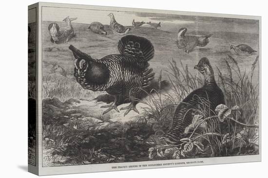 The Prairie Grouse in the Zoological Society's Gardens, Regent's Park-Thomas W. Wood-Stretched Canvas