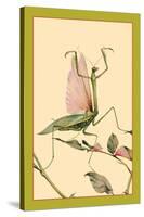 The Praying Mantis-Edward Detmold-Stretched Canvas