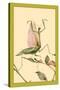 The Praying Mantis-Edward Detmold-Stretched Canvas