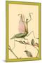 The Praying Mantis-Edward Detmold-Mounted Art Print