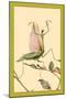 The Praying Mantis-Edward Detmold-Mounted Art Print