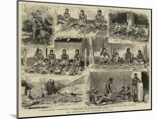 The Preparation of Cinnamon in Ceylon-null-Mounted Giclee Print