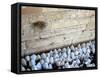 The Priestly Blessing Ceremony By the Western Wall at Succot, Old City, Jerusalem, Israel-null-Framed Stretched Canvas