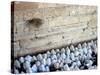 The Priestly Blessing Ceremony By the Western Wall at Succot, Old City, Jerusalem, Israel-null-Stretched Canvas