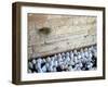 The Priestly Blessing Ceremony By the Western Wall at Succot, Old City, Jerusalem, Israel-null-Framed Photographic Print