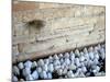 The Priestly Blessing Ceremony By the Western Wall at Succot, Old City, Jerusalem, Israel-null-Mounted Photographic Print