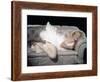 The Prince and the Shwogirl 1957 Directed by Laurence Olivier Marilyn Monroe-null-Framed Photo