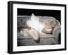 The Prince and the Shwogirl 1957 Directed by Laurence Olivier Marilyn Monroe-null-Framed Photo