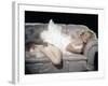 The Prince and the Shwogirl 1957 Directed by Laurence Olivier Marilyn Monroe-null-Framed Photo