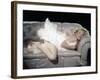 The Prince and the Shwogirl 1957 Directed by Laurence Olivier Marilyn Monroe-null-Framed Photo