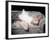 The Prince and the Shwogirl 1957 Directed by Laurence Olivier Marilyn Monroe-null-Framed Photo