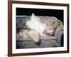 The Prince and the Shwogirl 1957 Directed by Laurence Olivier Marilyn Monroe-null-Framed Photo