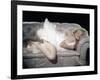 The Prince and the Shwogirl 1957 Directed by Laurence Olivier Marilyn Monroe-null-Framed Photo