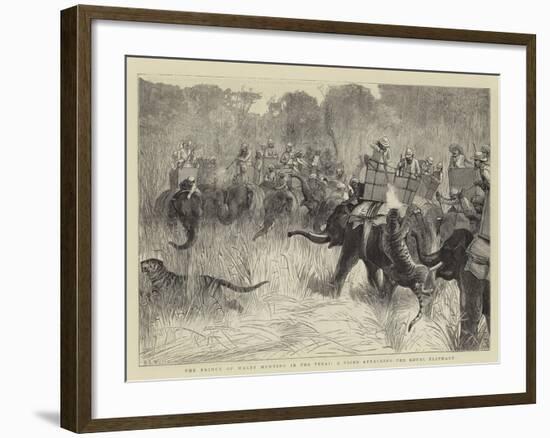 The Prince of Wales Hunting in the Terai, a Tiger Attacking the Royal Elephant-Samuel Edmund Waller-Framed Giclee Print