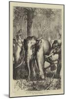 The Prince of Wales Hunting in the Terai, the Captive Monarch-null-Mounted Giclee Print