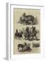 The Prince of Wales's Animals from India-null-Framed Premium Giclee Print