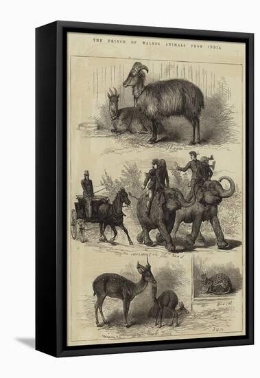 The Prince of Wales's Animals from India-null-Framed Stretched Canvas