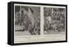 The Prince of Wales's Gift to the Maoris, Presentation of a Flag to the Arawa Tribe-null-Framed Stretched Canvas