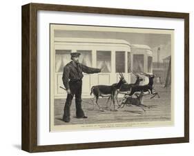 The Prince of Wales's Indian Presents, Antelopes at Exercise-Samuel Edmund Waller-Framed Giclee Print