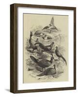 The Prince's Menagerie, Birds-null-Framed Giclee Print