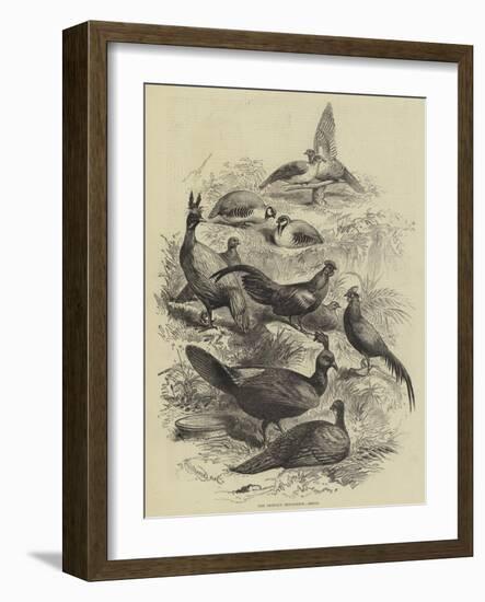 The Prince's Menagerie, Birds-null-Framed Giclee Print