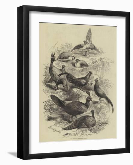 The Prince's Menagerie, Birds-null-Framed Giclee Print