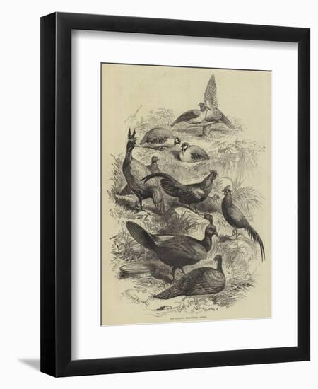The Prince's Menagerie, Birds-null-Framed Premium Giclee Print