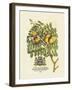 The Prince Saxegotha Botanical-Georg Ehret-Framed Premium Giclee Print