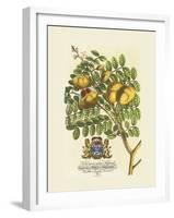 The Prince Saxegotha Botanical-Georg Ehret-Framed Premium Giclee Print