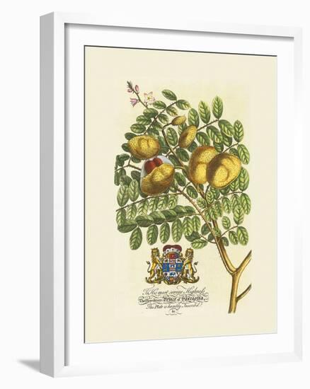 The Prince Saxegotha Botanical-Georg Ehret-Framed Premium Giclee Print