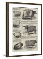 The Prize Cattle and Implements-null-Framed Giclee Print