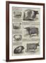 The Prize Cattle and Implements-null-Framed Giclee Print