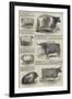 The Prize Cattle and Implements-null-Framed Giclee Print