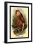 The Proboscis Monkey-G.r. Waterhouse-Framed Art Print