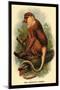 The Proboscis Monkey-G.r. Waterhouse-Mounted Art Print