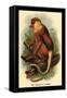 The Proboscis Monkey-G.r. Waterhouse-Framed Stretched Canvas