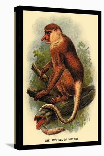 The Proboscis Monkey-G.r. Waterhouse-Stretched Canvas